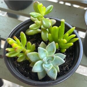 Vibrant Succulent Arrangement